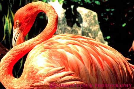 Stock Photo #3472: keywords -  animal bahamas bird caribbean eye flamingo florida head horz nature pink tall tropic tropical wildlife