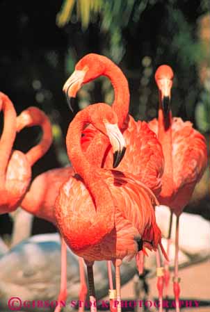 Stock Photo #7960: keywords - animal animals aquatic bird birds flamingos freshwater marsh marshland marshlands nature pink preserve vert water wetland wetlands wildlife