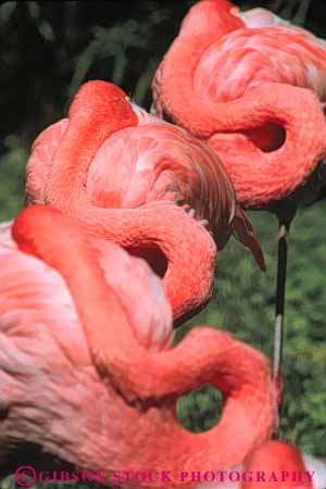 Stock Photo #7961: keywords -  animal animals aquatic bird birds curve curved flamingos freshwater marsh marshland marshlands nature neck necks pink preserve twist twisted vert water wetland wetlands wildlife