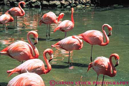 Stock Photo #7962: keywords -  animal animals aquatic bird birds flamingos freshwater horz marsh marshland marshlands nature pink preserve water wetland wetlands wildlife