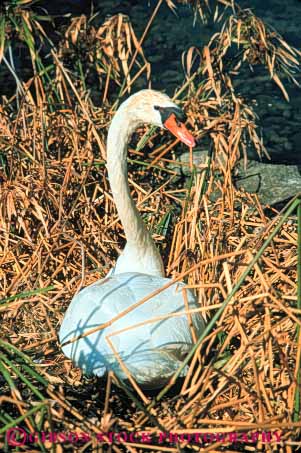 Stock Photo #7963: keywords -  animal animals aquatic bird birds eola florida freshwater lake marsh marshland marshlands nature nest nesting orlando preserve swan vert water wetland wetlands wildlife