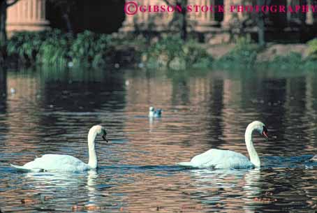 Stock Photo #7964: keywords -  animal animals aquatic arts bird birds california eserve fine francisco freshwater graceful horz marsh marshland marshlands nature of pair palace pr san swans two water wetland wetlands wildlife