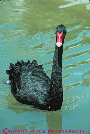Stock Photo #7965: keywords -  animal animals aquatic bird birds black freshwater marsh marshland marshlands nature preserve swan vert water wetland wetlands wildlife