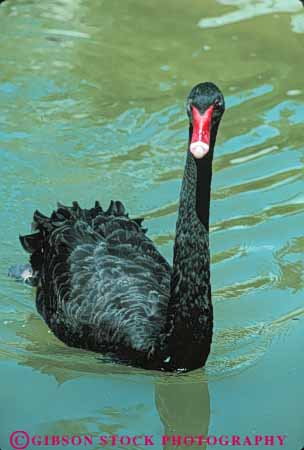 Stock Photo #7965: keywords - animal animals aquatic bird birds black freshwater marsh marshland marshlands nature preserve swan vert water wetland wetlands wildlife