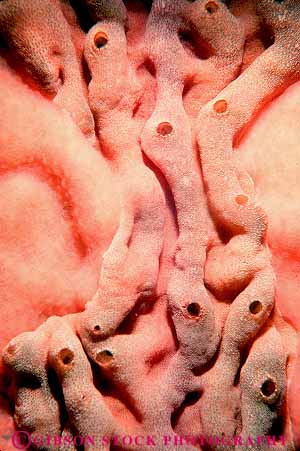 Stock Photo #13719: keywords - animal animals benthic bottom california carmel colonial colony feeder filter invertebrate invertebrates life marine ocean sea sponge sponges underwater vert