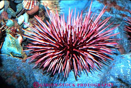 Stock Photo #7966: keywords - animal animals benthic horz invertebrate invertebrates life marine nature ocean organism point pointed saltwater sea sharp spine spines spiny starfish underwater urchin