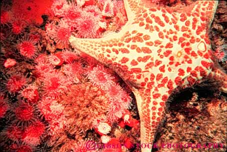 Stock Photo #7968: keywords - and anemone anemones animal animals benthic california horz invertebrate invertebrates life marine nature ocean organism saltwater sea star starfish underwater