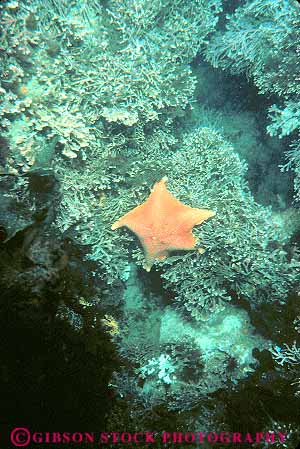 Stock Photo #13720: keywords -  algae animal animals benthic bottom california carmel coraline echinodermata invertebrate invertebrates life marine ocean pentamerous sea star starfish symmetry underwater vert