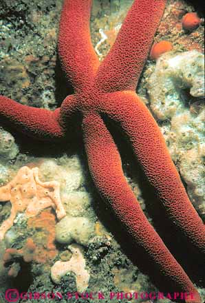 Stock Photo #13721: keywords - animal animals benthic bottom california carmel echinodermata five invertebrate invertebrates life marine ocean pentamerous rock sea star starfish symmetry underwater vert