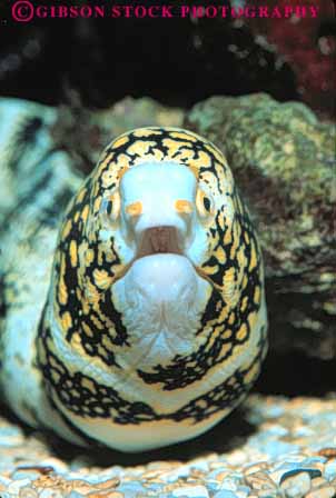 Stock Photo #7970: keywords -  animal animals aquarium bite danger dangerous eel face fish hawaii head life marine mouth nature ocean organism saltwater sea underwater vert vertebrate vertebrates waikiki