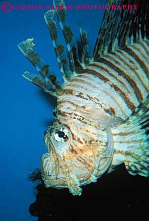 Stock Photo #7971: keywords -  animal animals aquarium danger dangerous fish hawaii life marine nature ocean organism poison poisonous saltwater sea sting stinger stinging toxic turkeyfish underwater vert vertebrate vertebrates waikiki