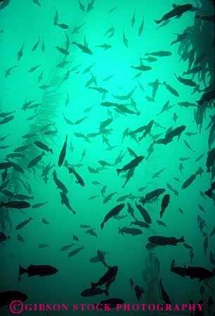 Stock Photo #7972: keywords -  animal animals bed california fish in kelp life lots many marine nature ocean organism rockfish saltwater school schooling sea silhouette silhouettes underwater upward vert vertebrate vertebrates view