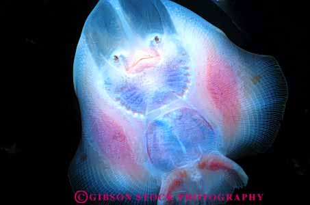 Stock Photo #7974: keywords -  animal animals aquarium bizarre bottom coast different face fish gill gills horz life marine nature ocean oregon organism pink saltwater sea skate strange surface underwater unusual ventral vertebrate vertebrates weird