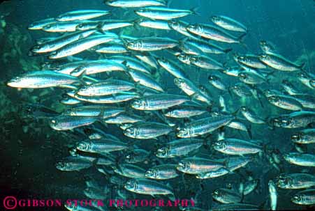 Stock Photo #7975: keywords -  animal animals aquarium fish group horz life lots many marine monterey nature ocean organism saltwater sardine sardines school schooling sea silvery together underwater vertebrate vertebrates