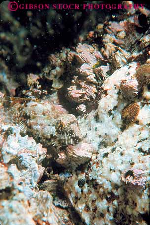 Stock Photo #13723: keywords -  animal animals background benthic blend blending blends bottom california camouflage camouflaged carmel fish fishes hidden hide hides hiding life marine match matching obscure ocean pattern rock sculpin sea underwater vert