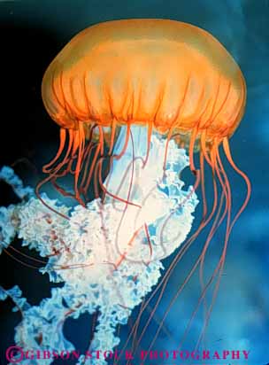 Stock Photo #7976: keywords -  animal animals aquarium chrysaora coast invertebrate invertebrates jellyfish life marine nature ocean oregon organism saltwater sea underwater vert