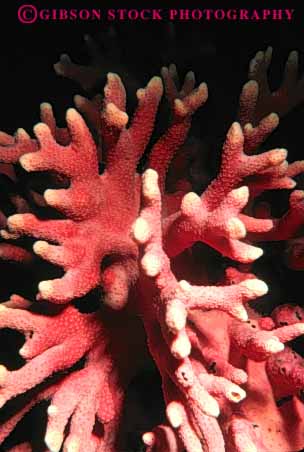 Stock Photo #7977: keywords -  animal animals california colonial colony coral hydrocoral invertebrate invertebrates life marine nature ocean organism red saltwater sea underwater vert