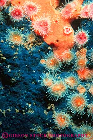 Stock Photo #7978: keywords -  anemone anemones animal animals california invertebrate invertebrates life marine nature ocean organism saltwater sea sponge underwater vert