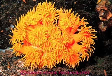 Stock Photo #7979: keywords -  animal animals aq bright coelenterate color coral horz invertebrate invertebrates life marine nature ocean orange organism saltwater sea soft tentacle tentacles uarium underwater waikiki