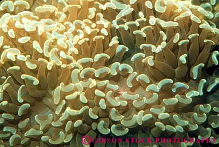 Stock Photo #7980: keywords -  abstract abstraction animal animals coelenterate coral horz invertebrate invertebrates life marine nature ocean organism saltwater sea soft tentacle tentacles underwater