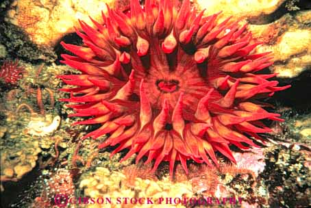 Stock Photo #7981: keywords -  anemone animal animals california coelenterate horz invertebrate invertebrates life marine nature ocean organism saltwater sea underwater