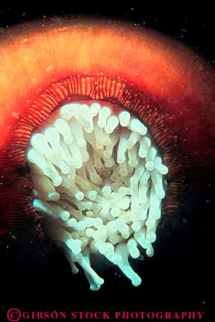 Stock Photo #13724: keywords -  abstract abstraction abstracts anemone anemones animal animals benthic bottom california carmel coelenterata invertebrate invertebrates life marine ocean of radial sea sting stinging stings symmetry tealia tentacle tentacles underwater vert