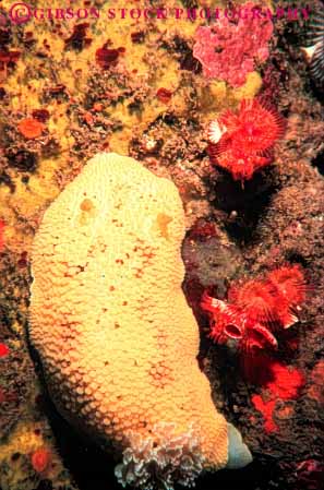 Stock Photo #7982: keywords - and animal animals benthic california invertebrate invertebrates life marine mollusk nature nudibranch ocean organism saltwater sea slug tube underwater vert worms yellow