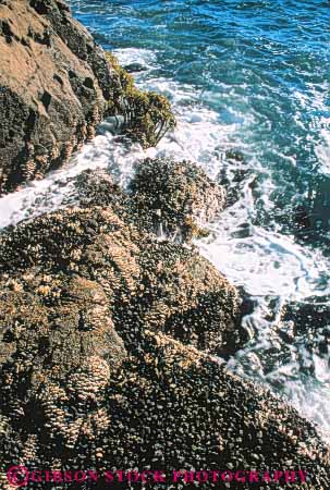 Stock Photo #7983: keywords -  and animal animals barnacles california coast coastal exposed in intertidal invertebrate invertebrates life marine mollusk mussels nature ocean organism rock rocky saltwater sea seashore shore shoreline splash surf tidal tide tides underwater vert water wave waves zone