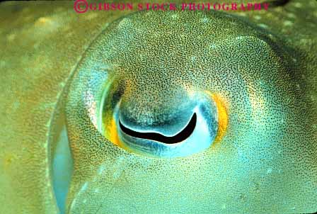 Stock Photo #7985: keywords - animal animals aquarium celphalopod cuttlefish eye horz invertebrate invertebrates life marine mollusk nature ocean organism saltwater sea squid tentacle tentacles underwater waikiki