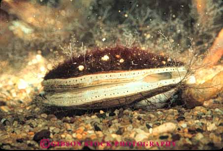 Stock Photo #7986: keywords - animal animals bivalve clam clams horz invertebrate invertebrates life marine mollusk nature ocean organism saltwater scallop scallops sea shell shells underwater