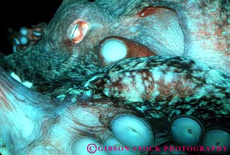 Stock Photo #7987: keywords - animal animals aquarium cephalopod different horz invertebrate invertebrates life marine mollusk nature ocean octopus organism saltwater sea sleep sleeping steinhart strange underwater unusual weird