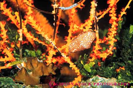 Stock Photo #7988: keywords - animal animals color colorful coral flamingo gastropod horz invertebrate invertebrates life marine mollusk nature ocean organism saltwater sea snail snails tongue underwater