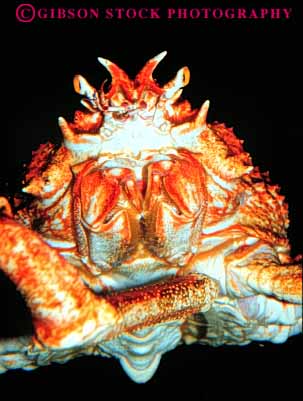 Stock Photo #7989: keywords -  animal animals aquarium beach cea crab crabs crusta crustacean face invertebrate invertebrates life long marine nature ocean organism saltwater sea spider underwater vert