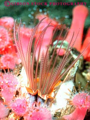 Stock Photo #7990: keywords -  animal animals aquarium barnacle cirri crustacea crustacean feed feeding feeds invertebrate invertebrates life marine monterey nature ocean organism saltwater sea underwater vert