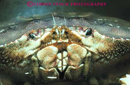 Stock Photo #7991: keywords - animal animals close crab crabs crustacea crustacean face horz invertebrate invertebrates life marine nature ocean organism saltwater sea underwater up