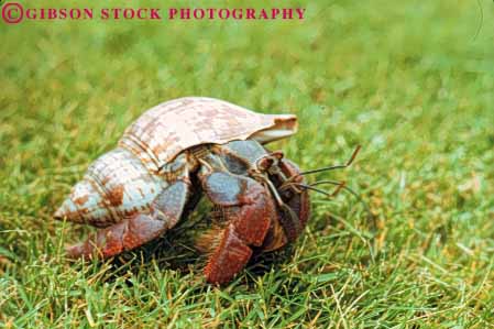 Stock Photo #7992: keywords -  adapt adaptation adapted animal animals coenobita crab crabs crawl crawling crawls crustacea crustacean evolution evolve evolved evolving hermit horz in invertebrate invertebrates land life marine nature ocean organism saltwater sea shell snail terrestrial underwater