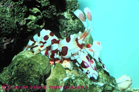Stock Photo #7993: keywords -  animal animals crustacea crustacean horz invertebrate invertebrates life marine nature ocean organism saltwater sea shrimp tropical underwater