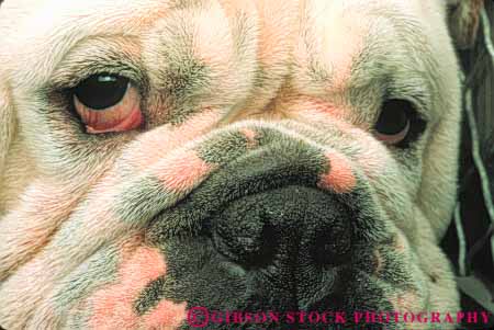 Stock Photo #7994: keywords - anger angry animal animals annoy annoyed bulldog ca carnivore cute dog dogs domestic emotion expression expressions eye eyes face funny fur gruff grumpy horz household humor humorous mammal mammals mean nine nose noses old pet pets snout stare staring tough