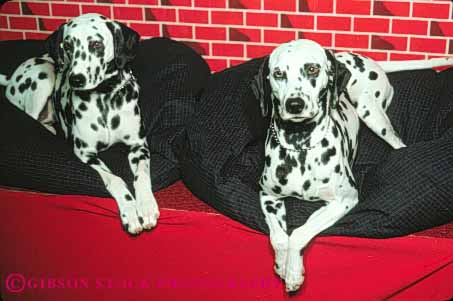 Stock Photo #7995: keywords -  animal animals black canine carnivore cute dalmation dog dogs domestic fur horz household mammal mammals pair pet pets spot spots two white