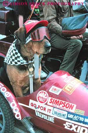 Stock Photo #7998: keywords - animal animals bizarre canine carnivore costume costumed cute cuter different dog dogs domestic funny fur goggle household humor humorous in joke laugh mammal mammals motorcycle pet pets sidecar silly strange unusual vert weird