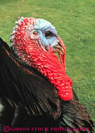 Stock Photo #7999: keywords -  animal avian big bird birds bizarre different edible feather feathers flightless grotesque head large profile red skin strange turkey turkeys unusual vert weird wild