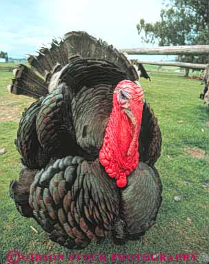 Stock Photo #8000: keywords - animal avian big bird birds bizarre different edible feather feathers flightless grotesque large red skin strange turke turkey unusual vert weird wild ys