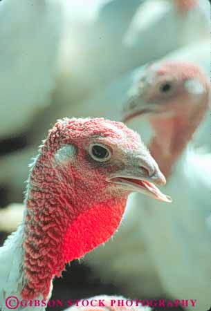 Stock Photo #8001: keywords -  agriculture animal animals avian big bird birds commercial cultivate cultivated edible feather feathers flightless head large livestock red turkey turkeys vert white