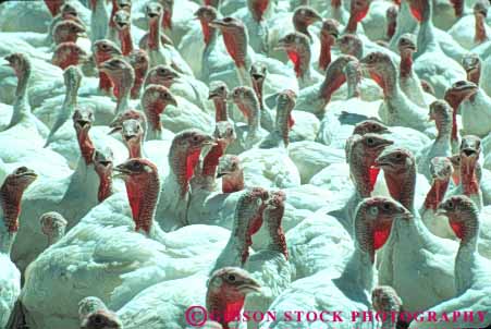 Stock Photo #8002: keywords - abstract abstraction agriculture animal animals avian big bird birds commercial crowd crowded cultivate cultivated dense edible enclosed enclosure feather feathers flightless group head heads horz identical large livestock lot lots many multitude pen red repeat repeats repetitive same sameness similar similars turkey turkeys white