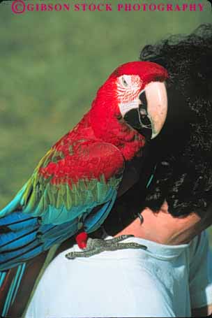 Stock Photo #8003: keywords -  animal animals avian big bird birds color colorful domestic feather feathers herbivore large man parrot pet pets red ride shoulder tame trained vert