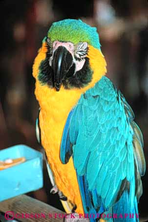 Stock Photo #8004: keywords - animal animals avian big bird birds color colorful domestic feather feathers herbivore large parrot pet pets tame vert