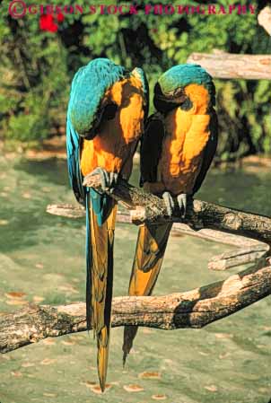 Stock Photo #8005: keywords -  animal animals avian big bird birds color colorful domestic eathers f feather grooming herbivore large pair parrots pet pets preen preening tame two vert