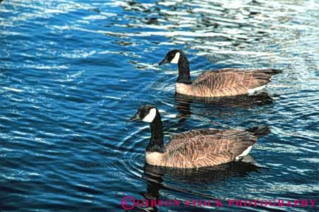 Stock Photo #8008: keywords -  animal animals avian big bird birds canada colorful feather feathers geese goose herbivore horz large nature pair two wildlife