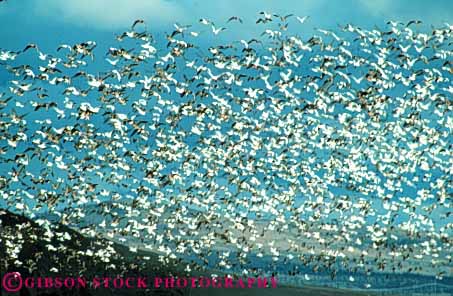 Stock Photo #8009: keywords -  and animal animals avian big bird birds california canada colorful countless crowd crowded feather feathers flies flight flock fly flying geese goose group herbivore horz huge lake large lots many multitude national nature refuge sky snow tule wildlife