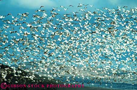 Stock Photo #8009: keywords - and animal animals avian big bird birds california canada colorful countless crowd crowded feather feathers flies flight flock fly flying geese goose group herbivore horz huge lake large lots many multitude national nature refuge sky snow tule wildlife